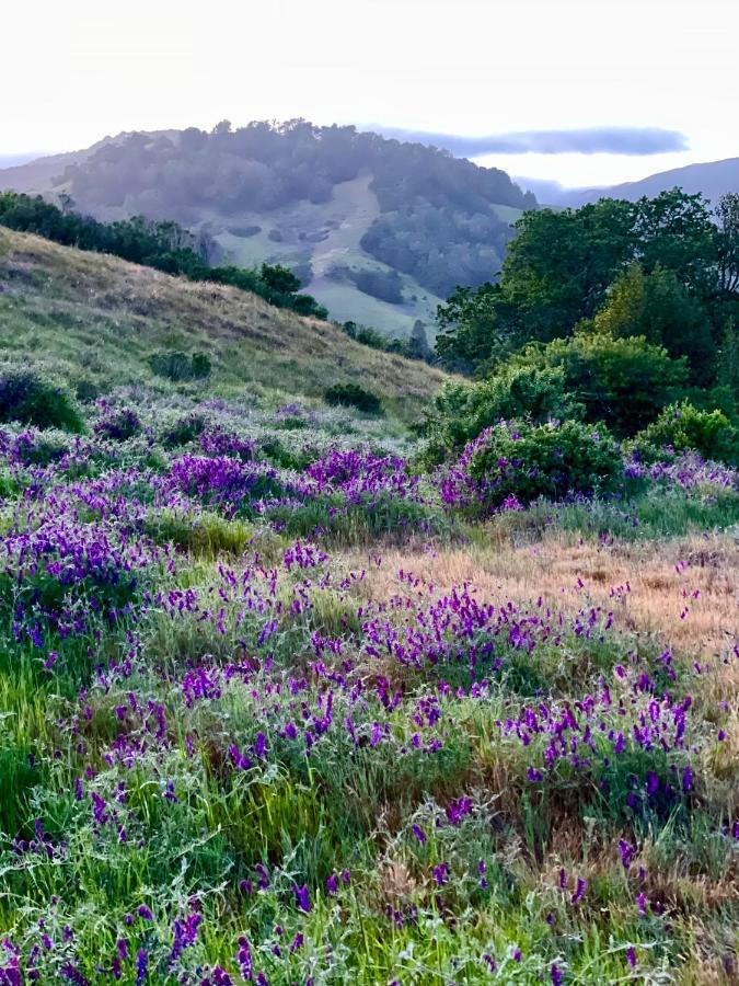 Luxury Suite With Views - San Rafael, Gateway To Sf & Wine Country Екстер'єр фото